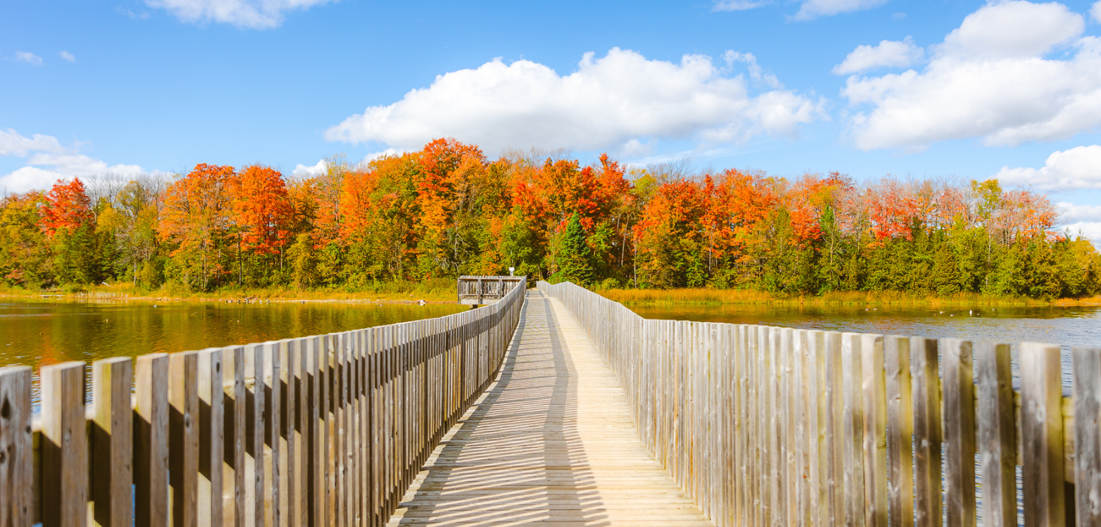 Two people hiking through a wooded trail